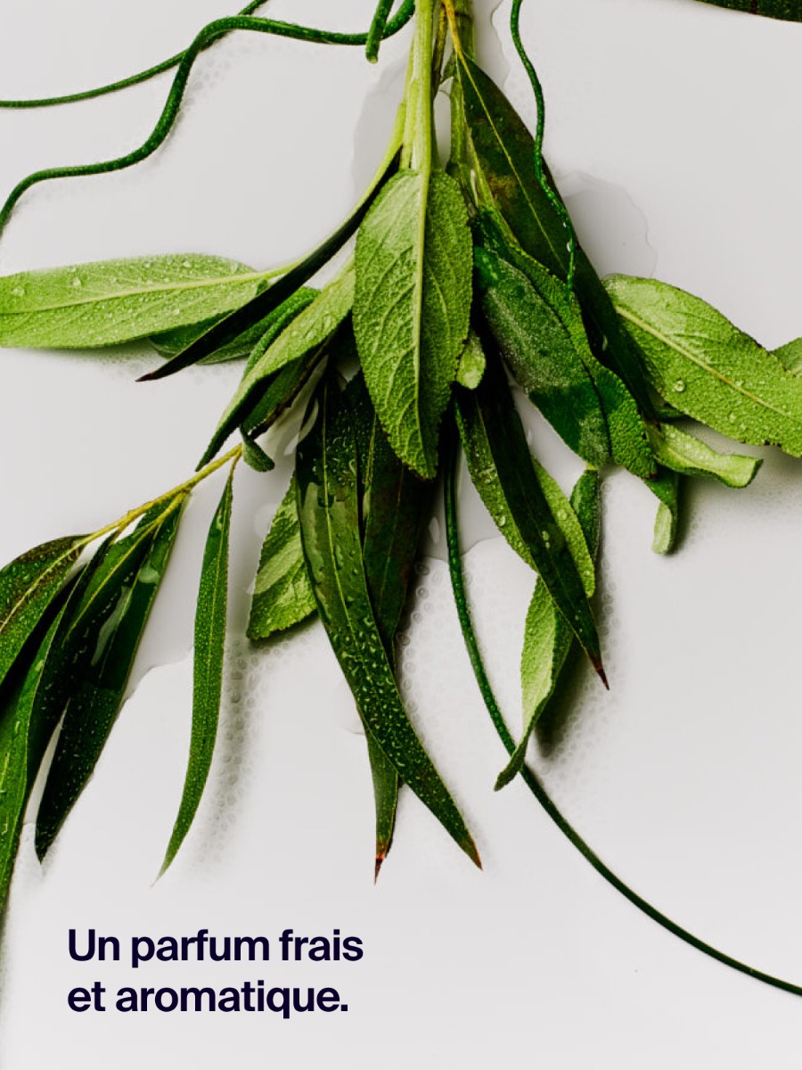 Déodorant Protection 12H Eucalyptus & Sauge