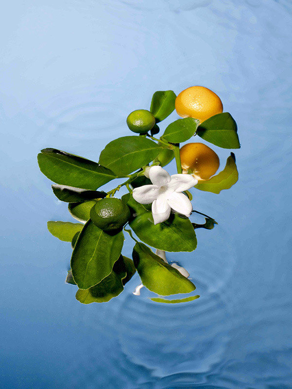 Gel douche Fleur d'oranger & Petitgrain