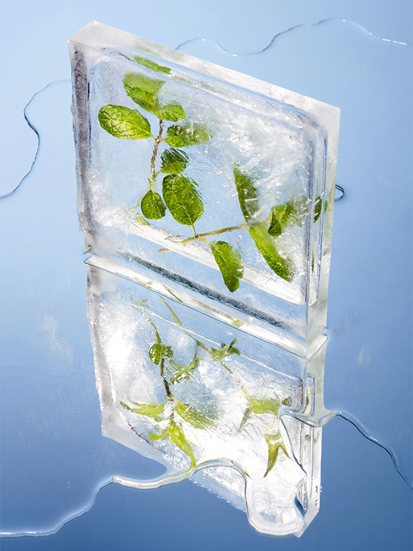 Gel douche Menthe poivrée & Arbre à thé