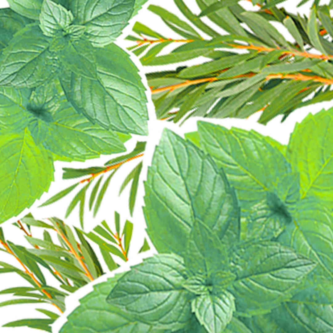 Pain de Savon Surgras Menthe Poivrée & Arbre à Thé