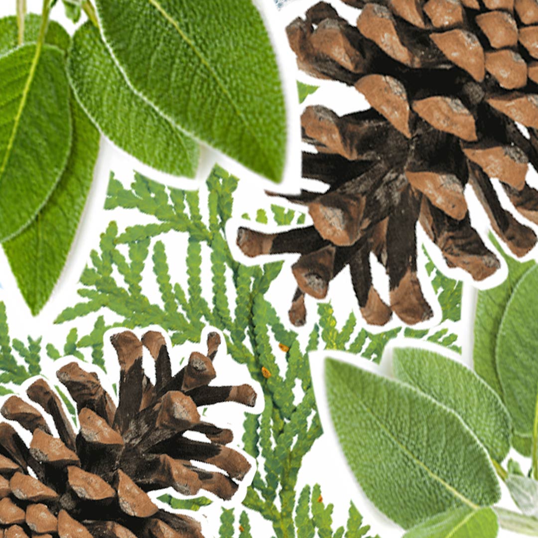 Pain de Savon Surgras Cèdre de Virginie & Feuille de Sauge