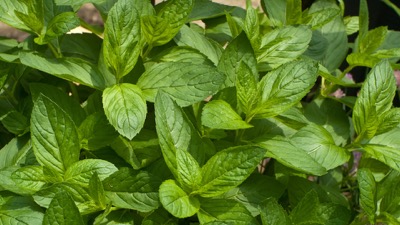 Les bienfaits de la menthe