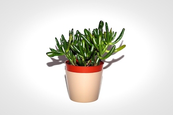 Évitez les cheveux gras