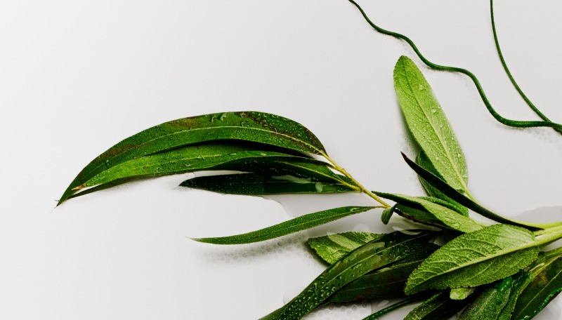 hrc-bloc-univers-olfactif-titre-BOD_DEO_ARO_50