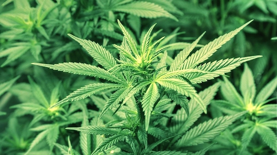 CBD: the benefits, and the taboos