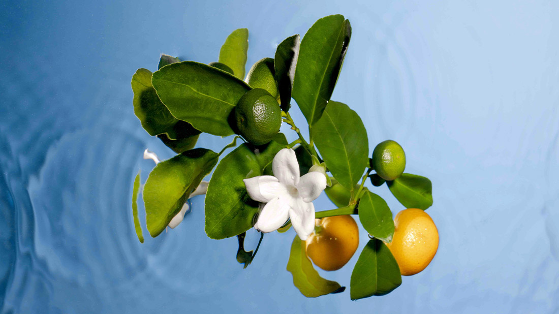 Comment ça fonctionne, l'odorat ?