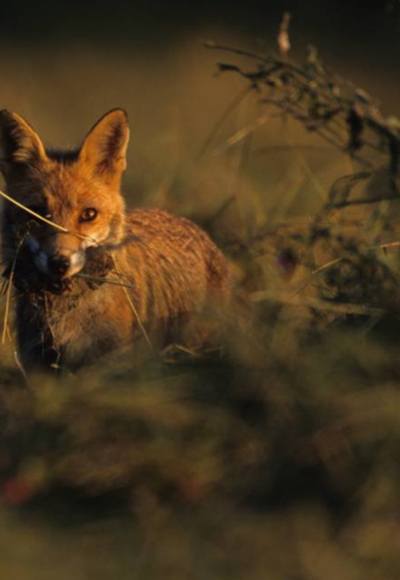 France nature environnement